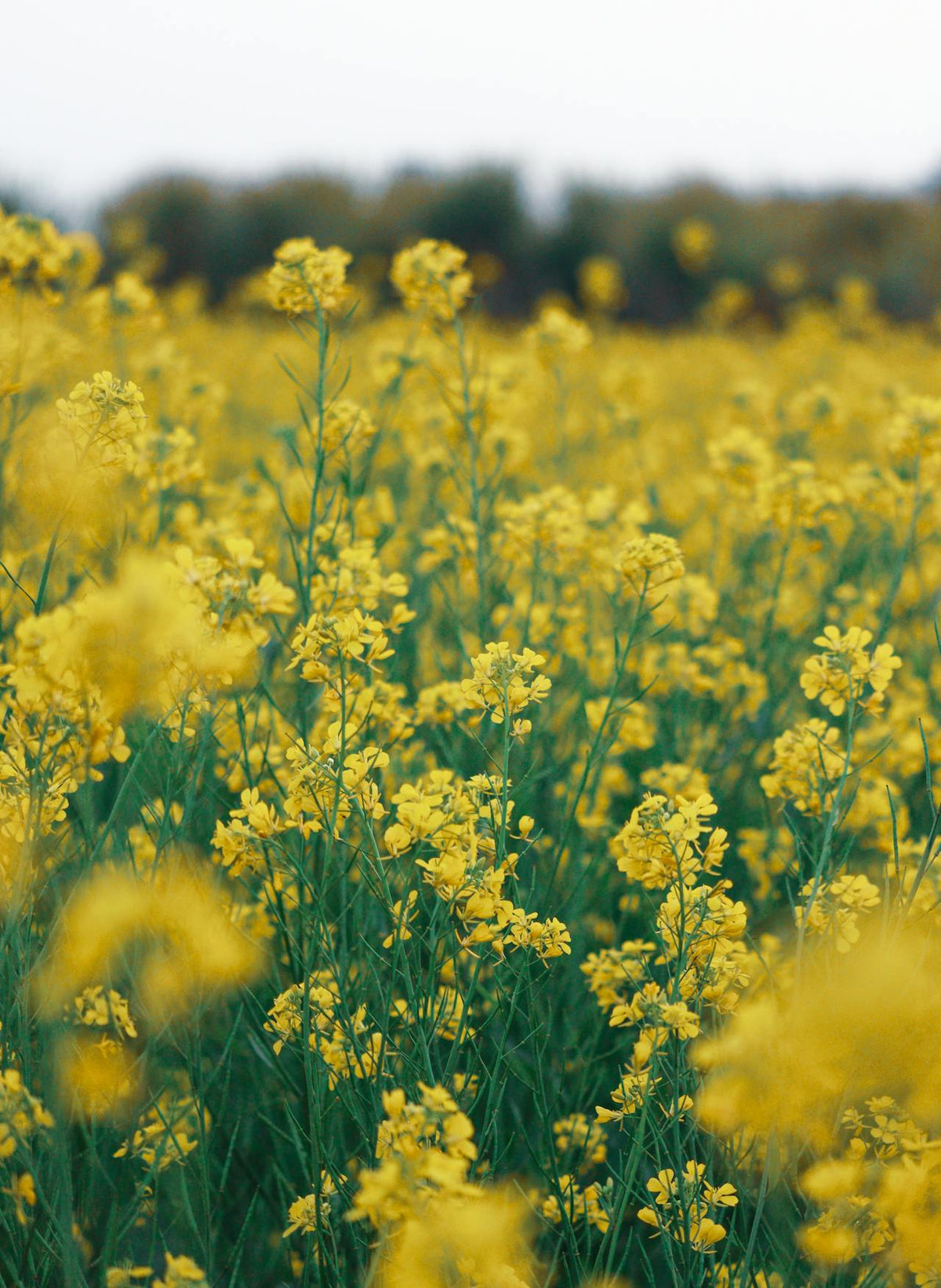 Are fresh flowers worth it?