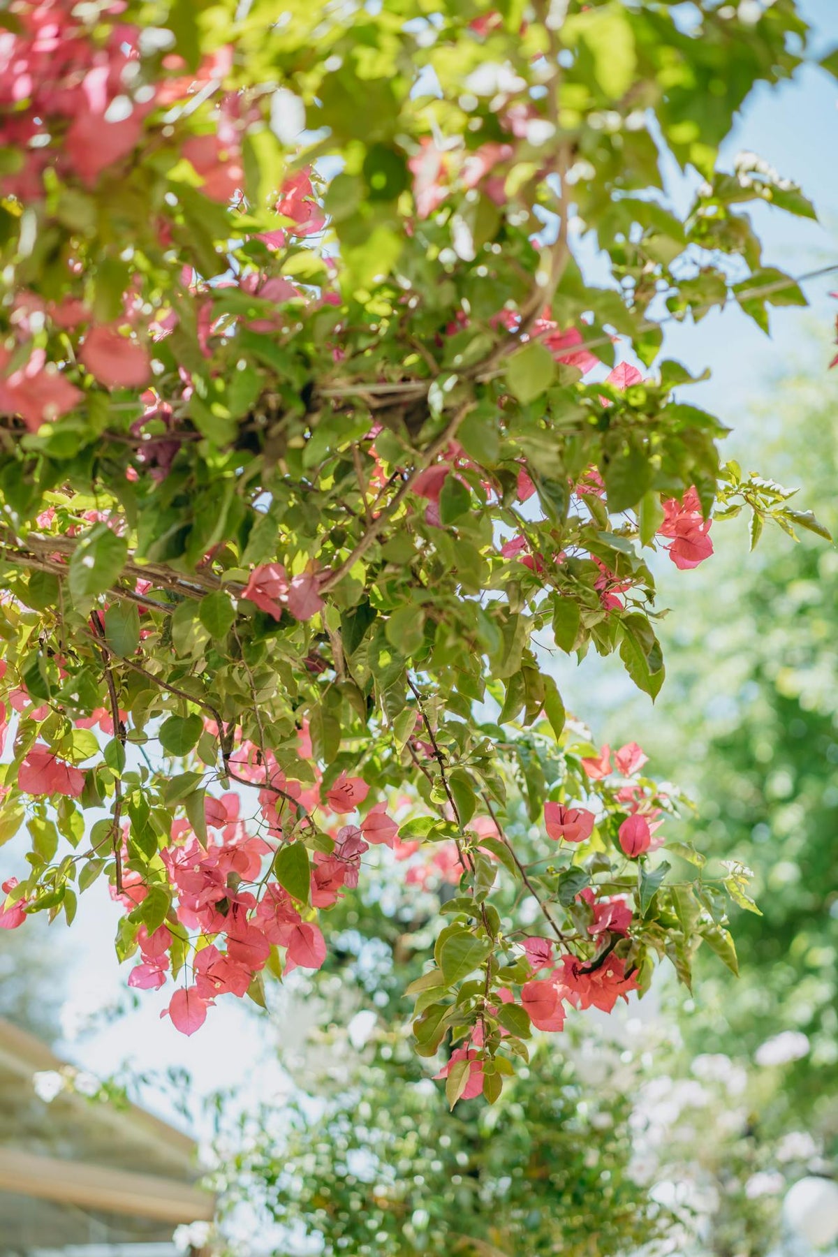 Mediterranean flowers - hong kong florist