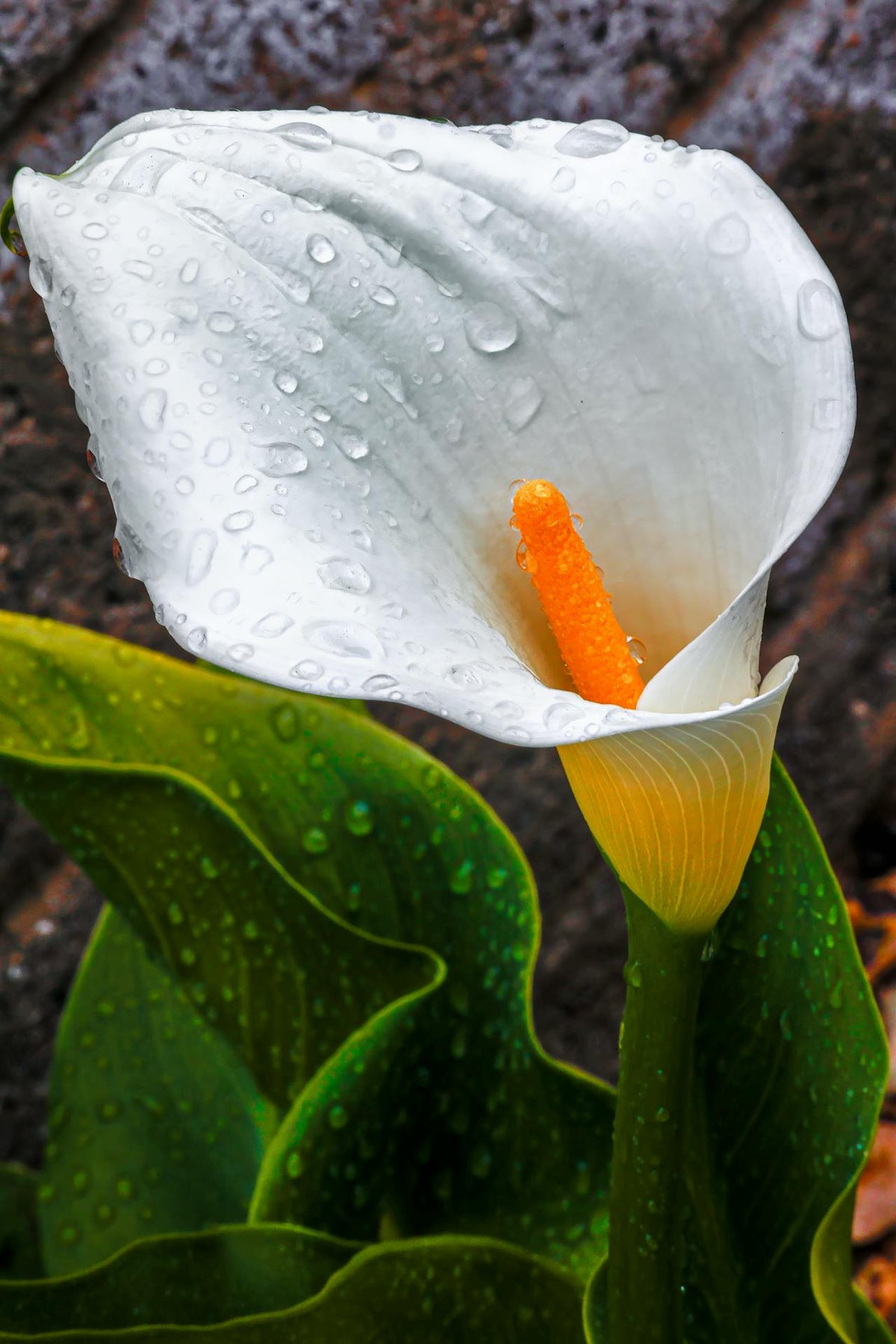 Calla lily HK