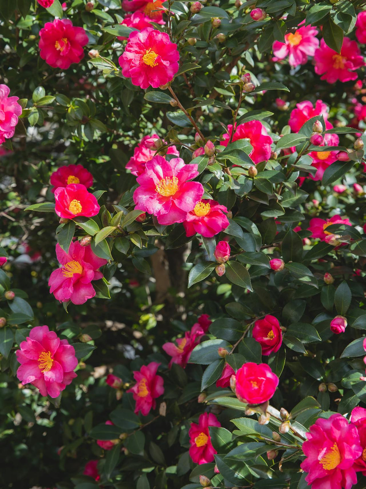 Hong Kong florist Camellia flower delivery