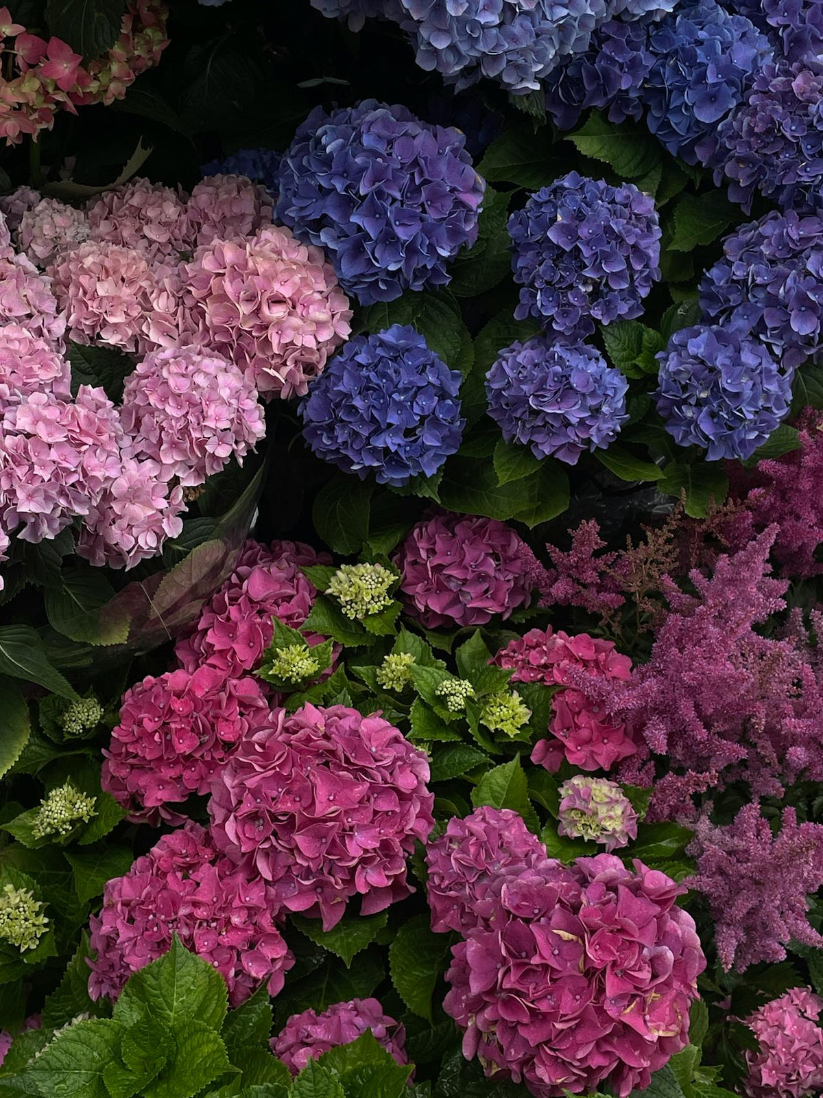 Chelsea Flower Show Best of Show