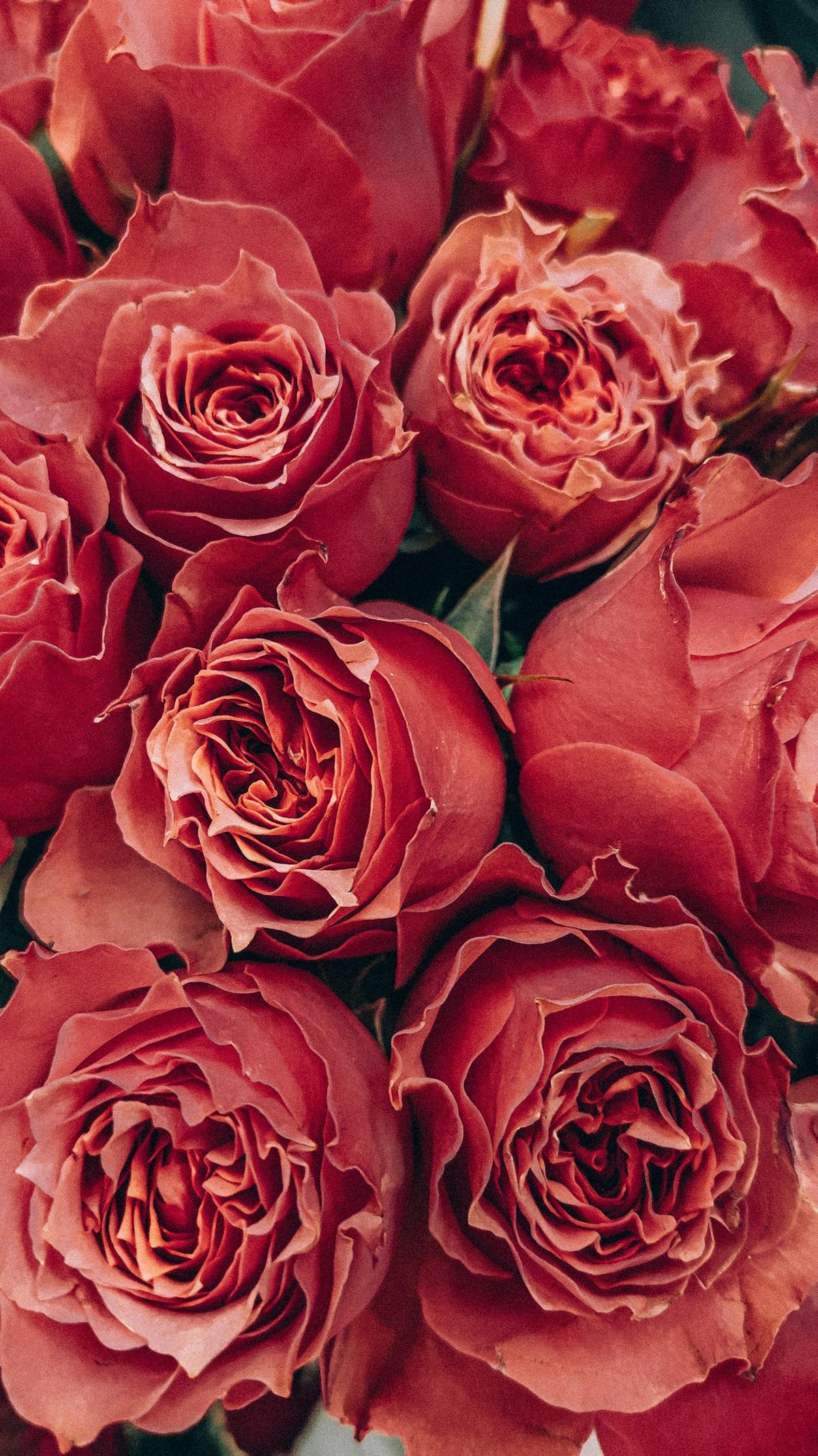 Ecuador Roses For Delivery