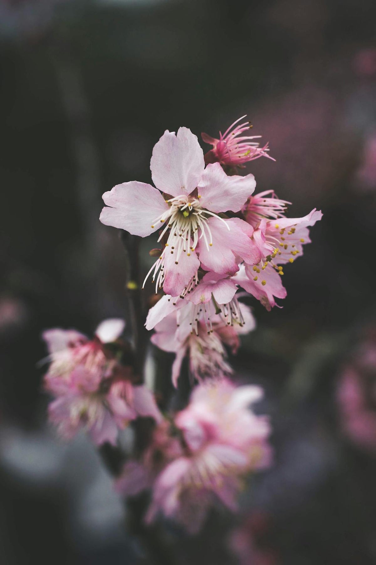 Hong Kong flower delivery app