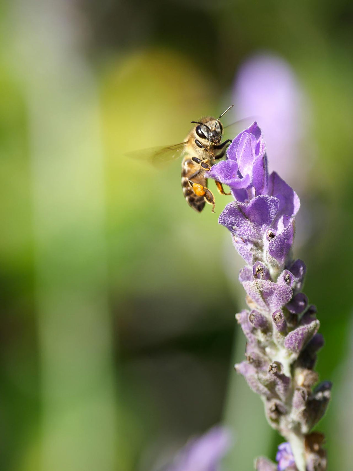 Flowerbee Hong Kong