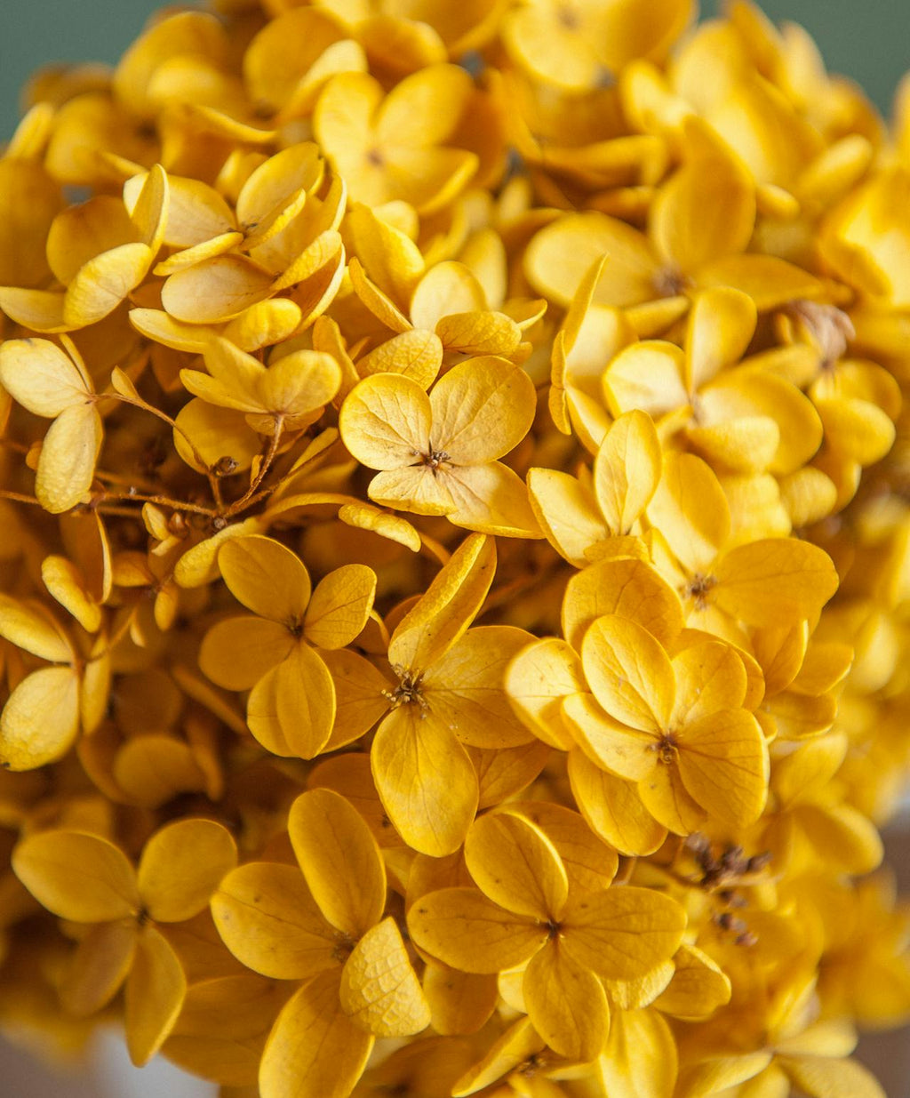 Flowersby Dictionary of Flowers – Flowersby.com
