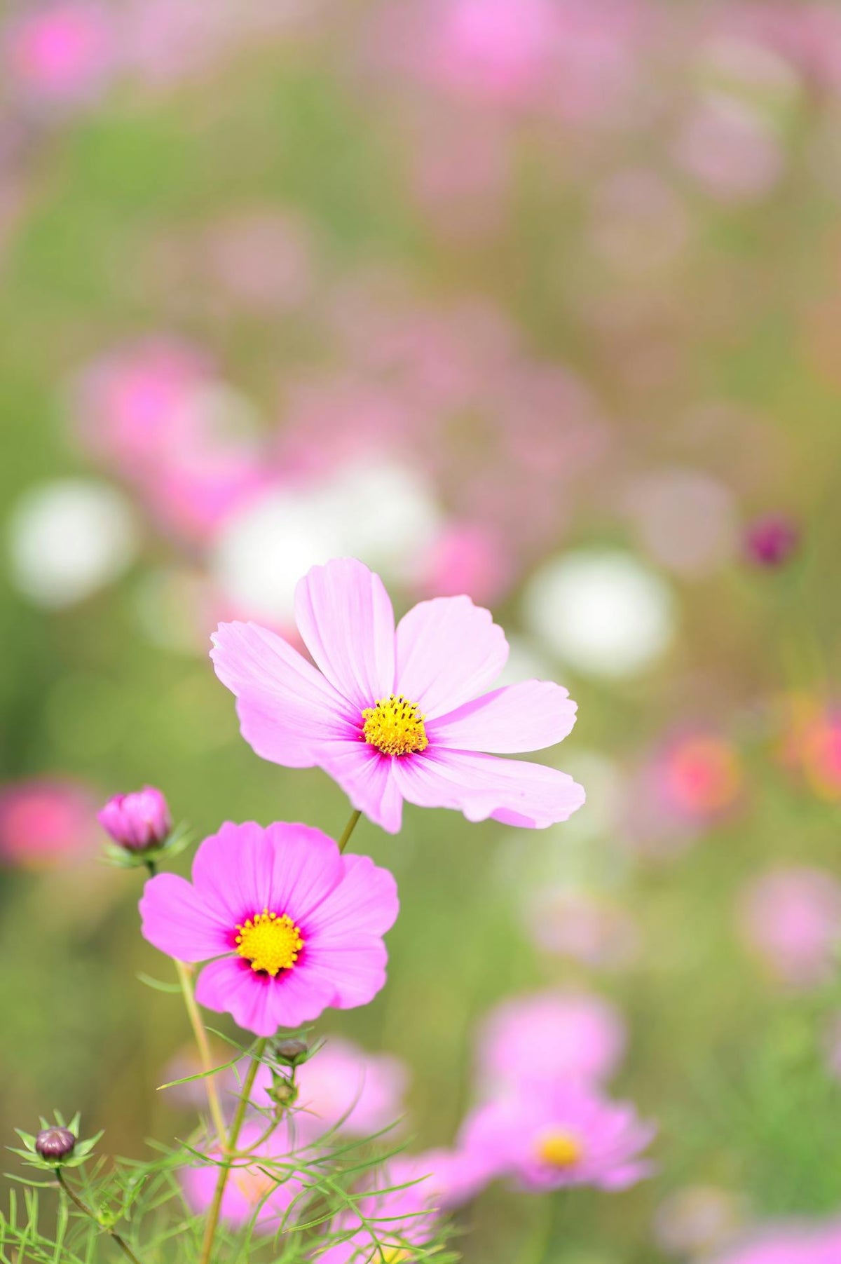 HK flowers to grow from seed