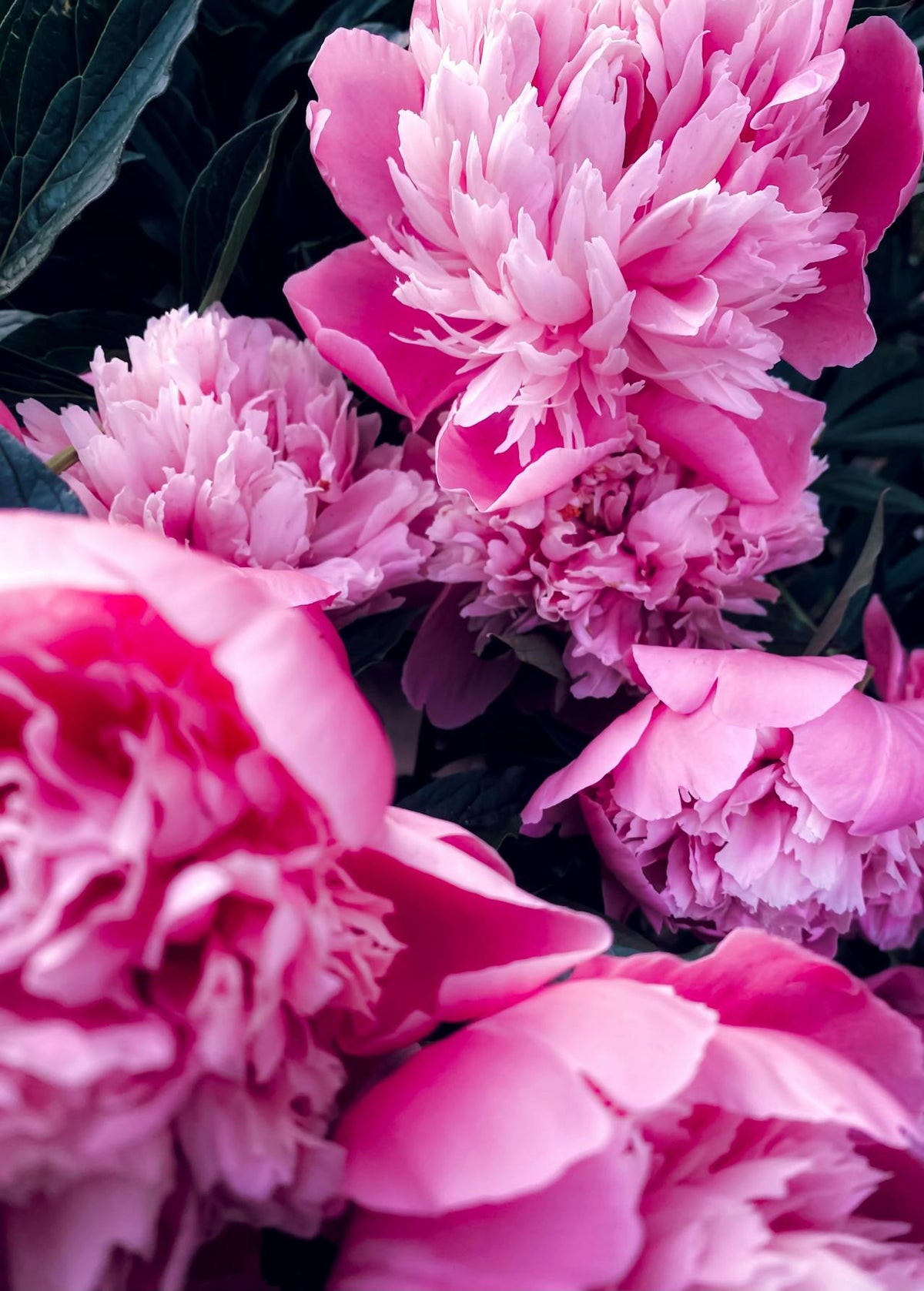 Mother's Day Peonies