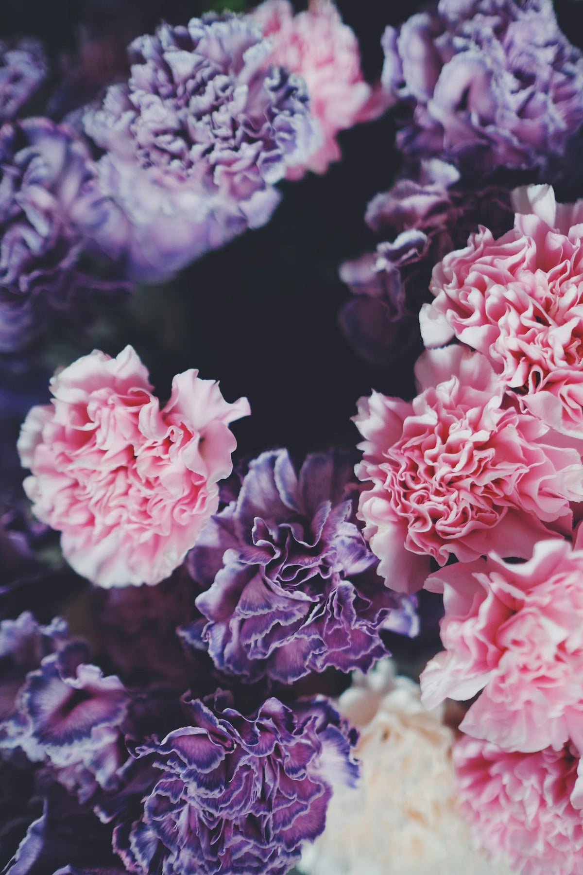 Mother's Day Carnations