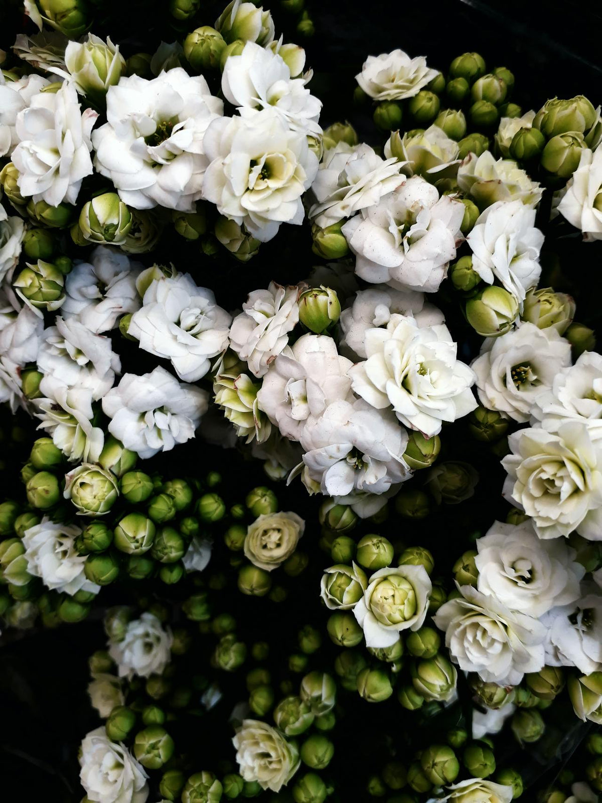 Hong Kong express flower delivery