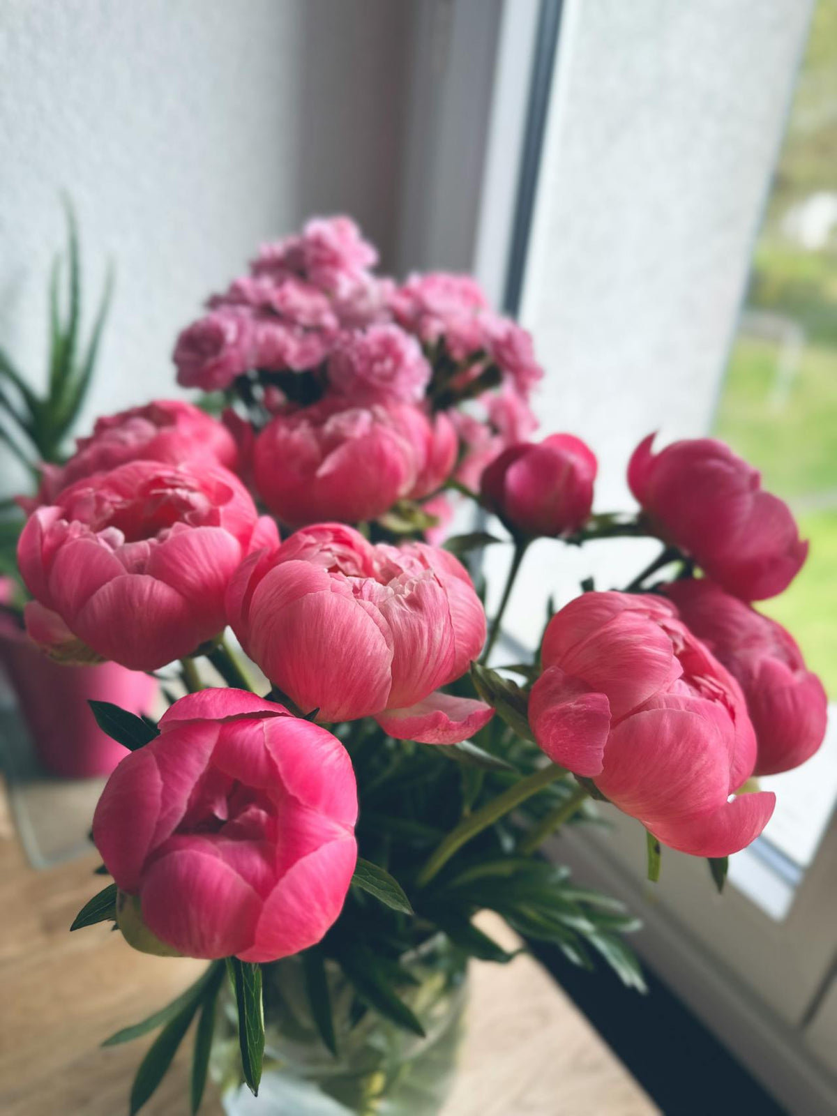 HK peony - hong kong flower care guidelines