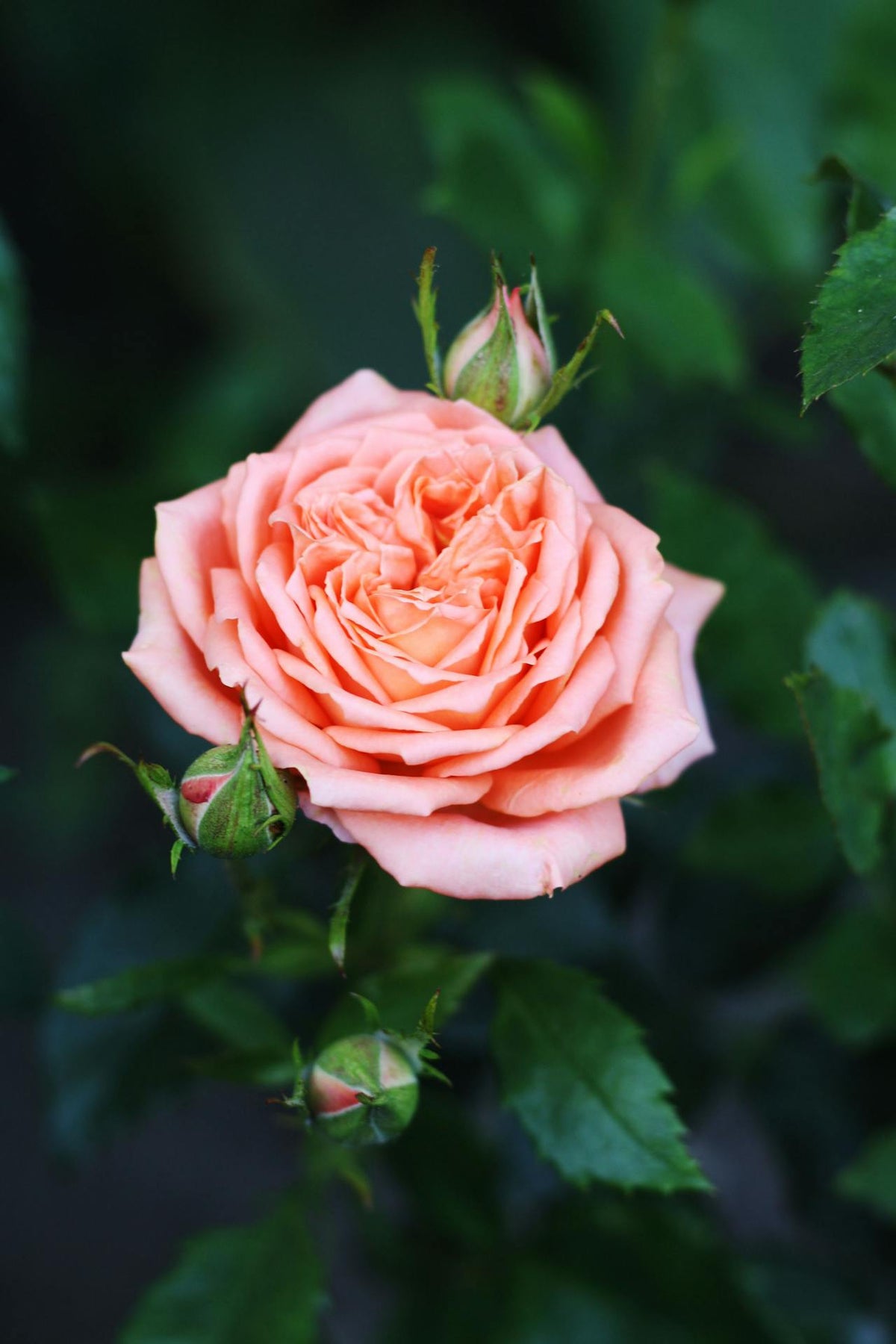 Perfect roses for flower delivery in Hong Kong