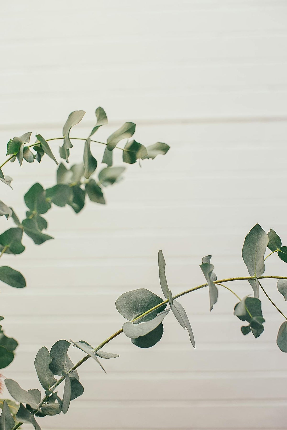 foliage in Hong Kong