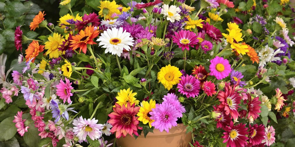 Colourful flowers in a pot for housewarming gift.